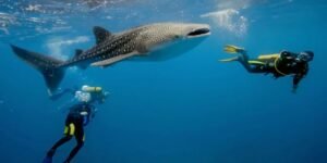 Saleh Bay whale shark freediving