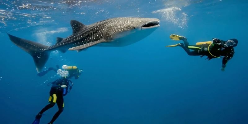 Saleh Bay whale shark freediving