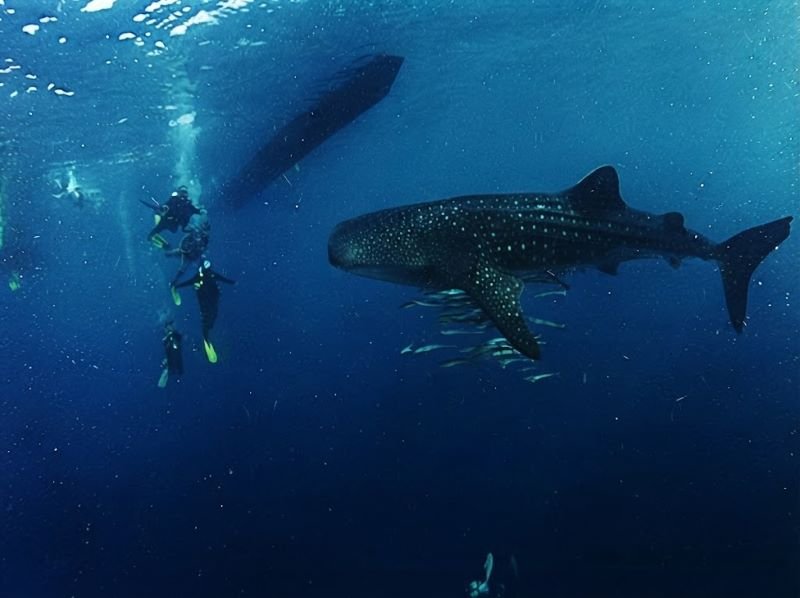 Saleh Bay whale shark scuba diving trip