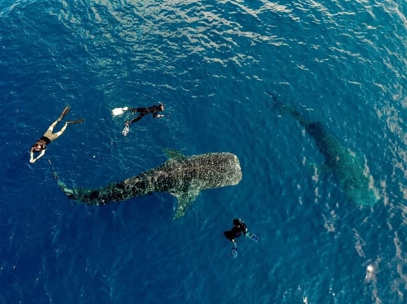 sumbawa snorkeling