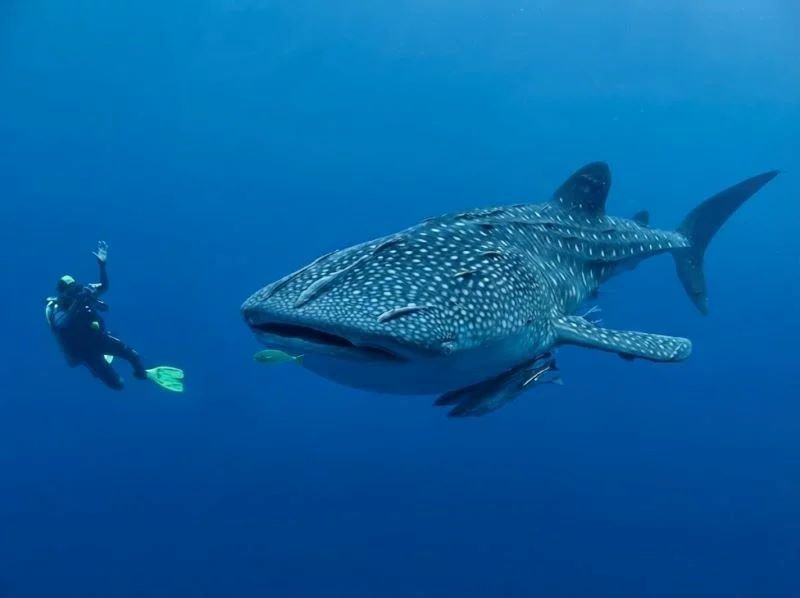 Sumbawa diving guide