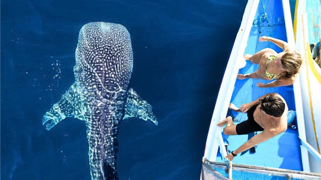 Sumbawa whale shark tour from Lombok