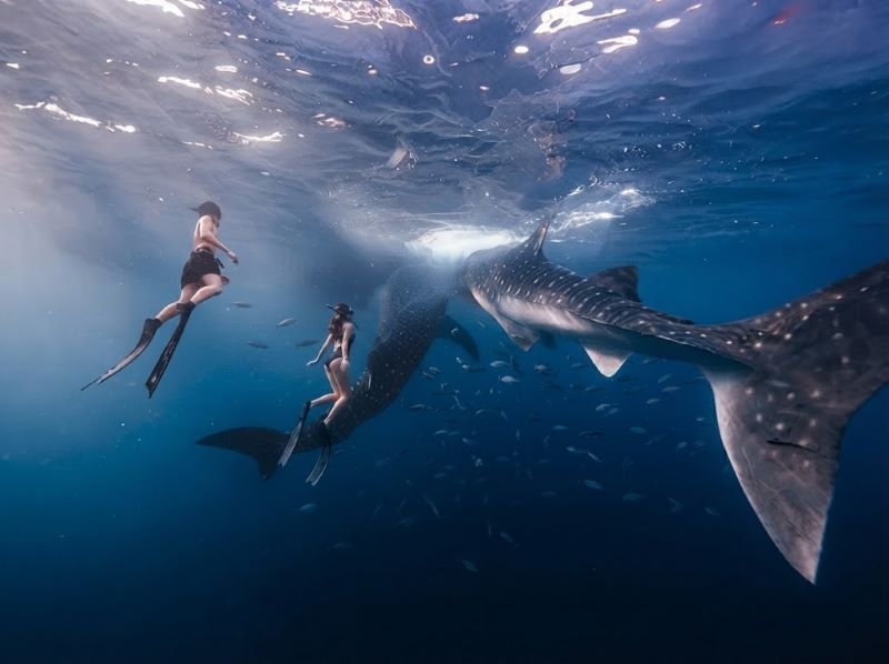 Sumbawa whale shark tour
