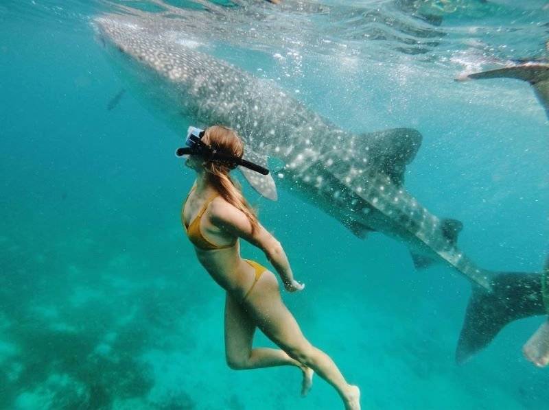 join trip whale shark Sumbawa guide for first timers