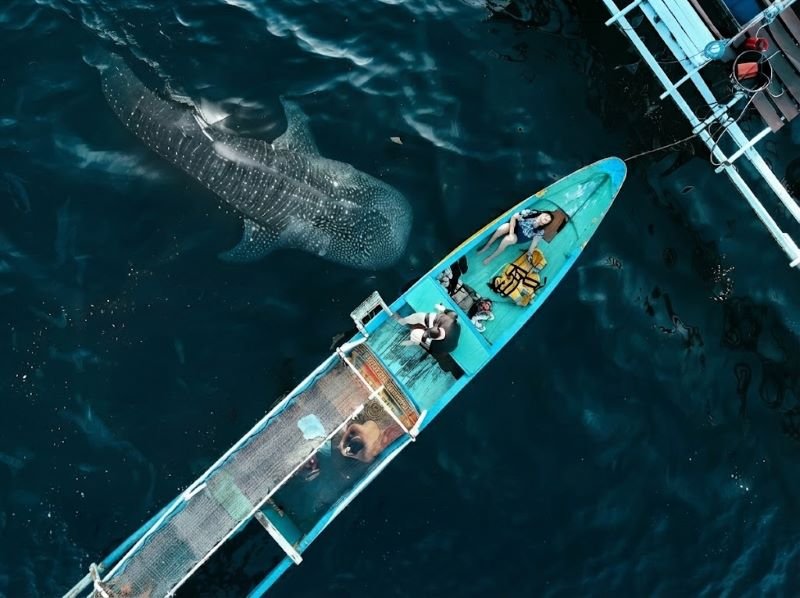 private trip whale shark Sumbawa guide for couples package