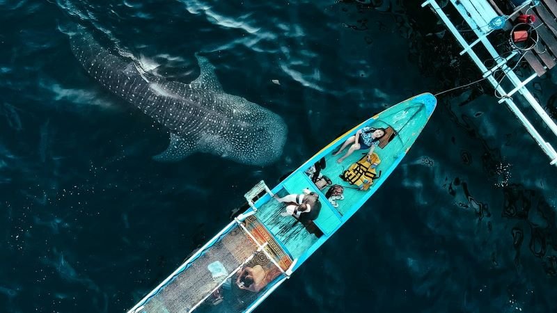 saleh bay whale shark freediving