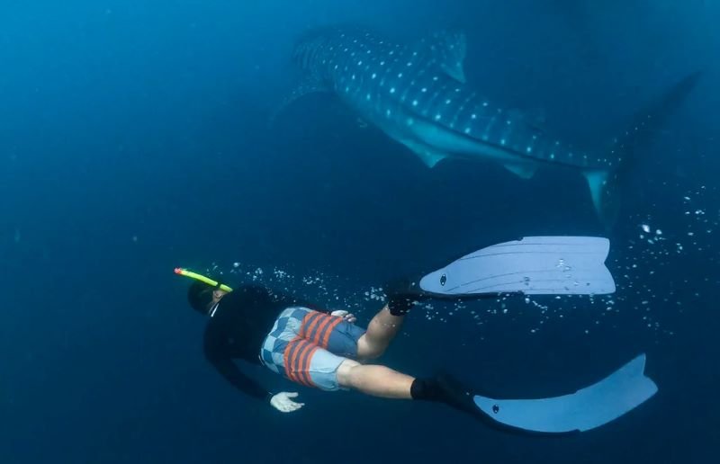whale shark Labuhan Jambu visitor guide