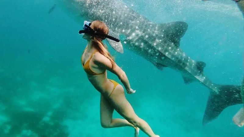 whale shark Sumbawa from Lombok airport