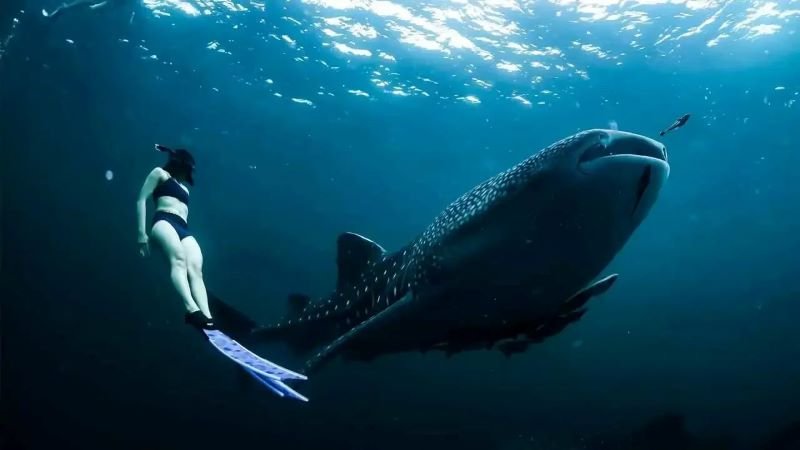 whale shark sumbawa from lombok airport