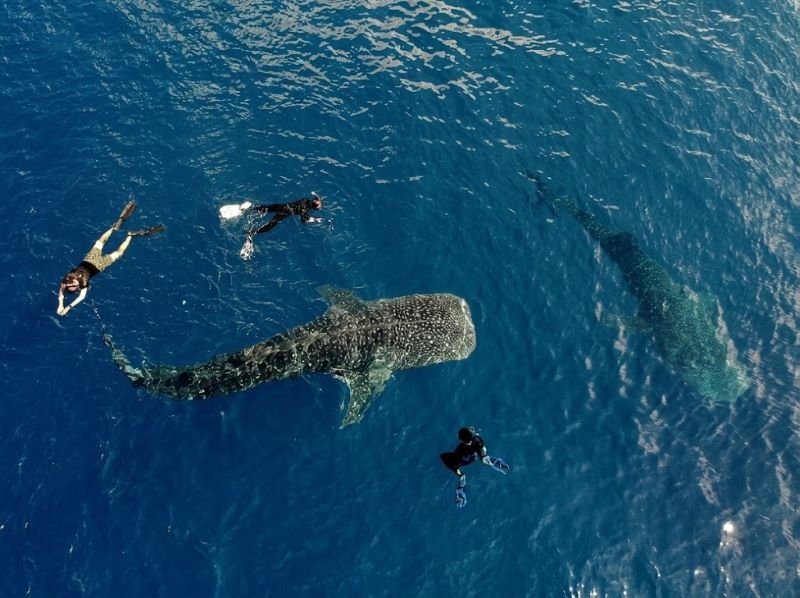 Labuhan Jambu whale shark