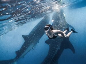 Sumbawa travel guide snorkeling safety