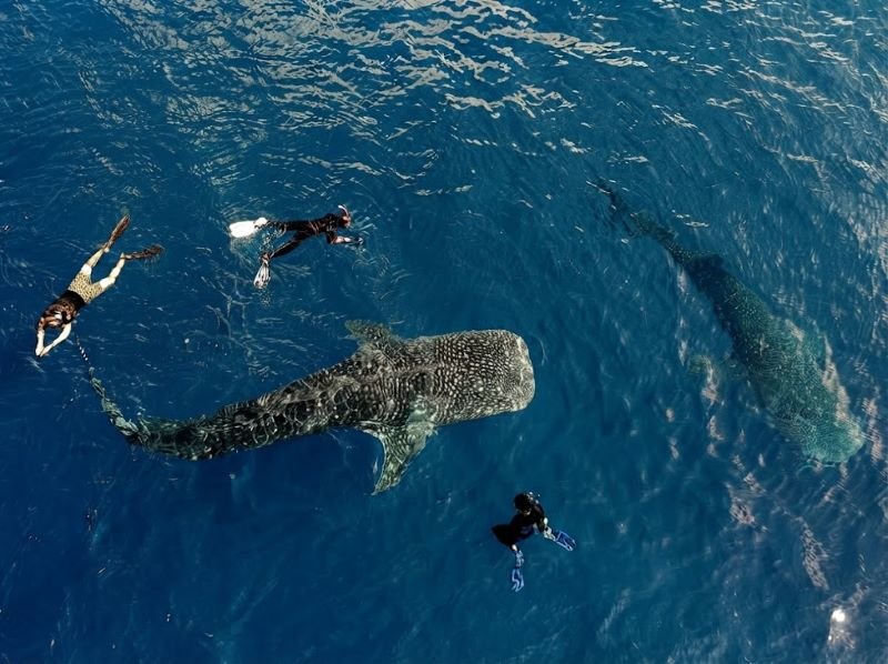 Whale sharks Saleh Bay