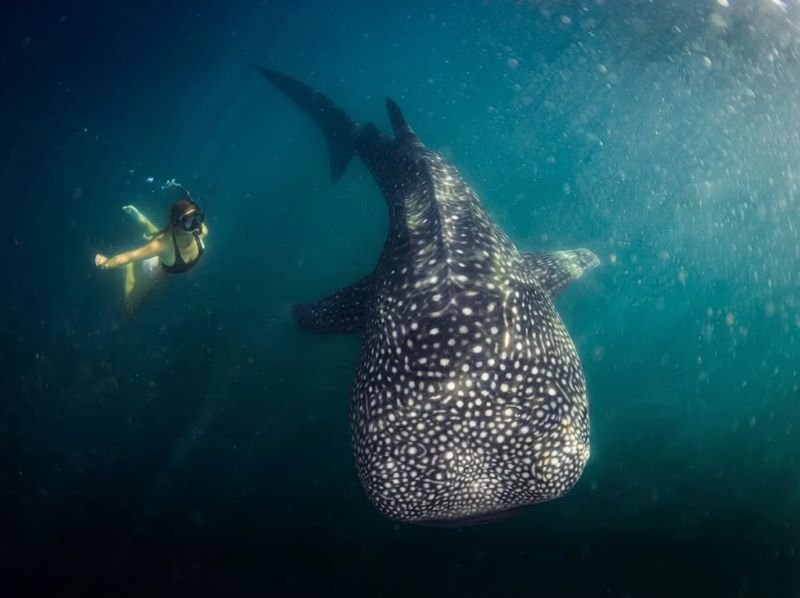 best safety Labuhan Jambu whale shark