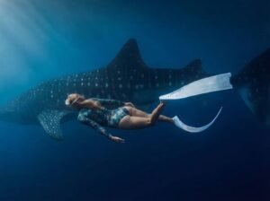 best time Saleh Bay whale shark