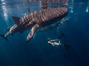 safety Labuhan Jambu whale shark