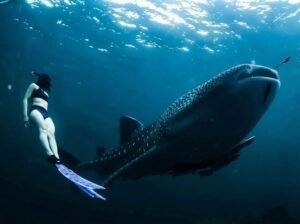 safety Saleh Bay whale shark