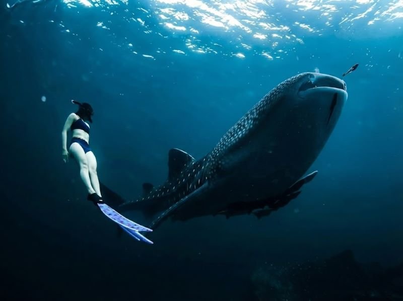 snorkeling with whale sharks