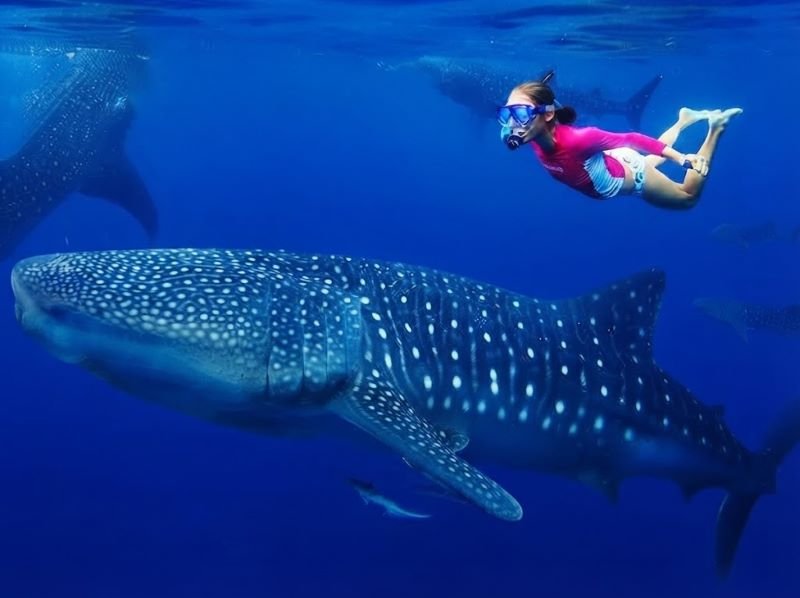 swimming with whale shark