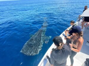 weather Labuhan Jambu whale shark