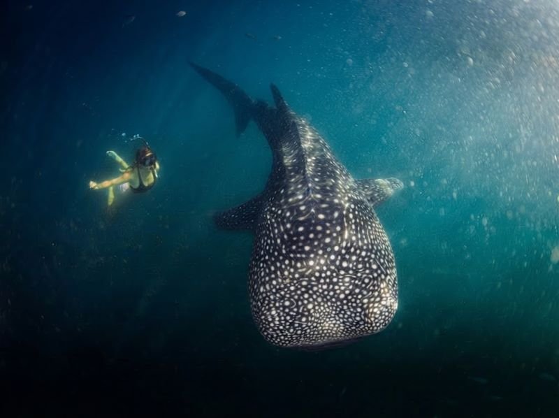 weather Labuhan Jambu whale shark responsibly