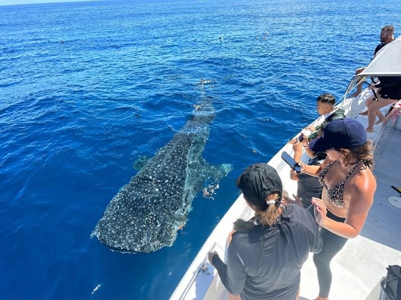 weather Labuhan Jambu whale shark
