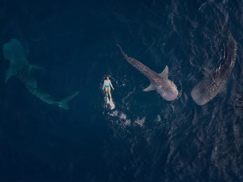 weather Saleh Bay whale shark guide