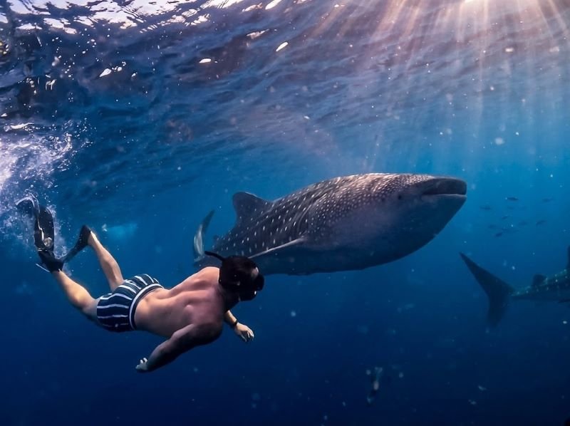 weather Saleh Bay whale shark