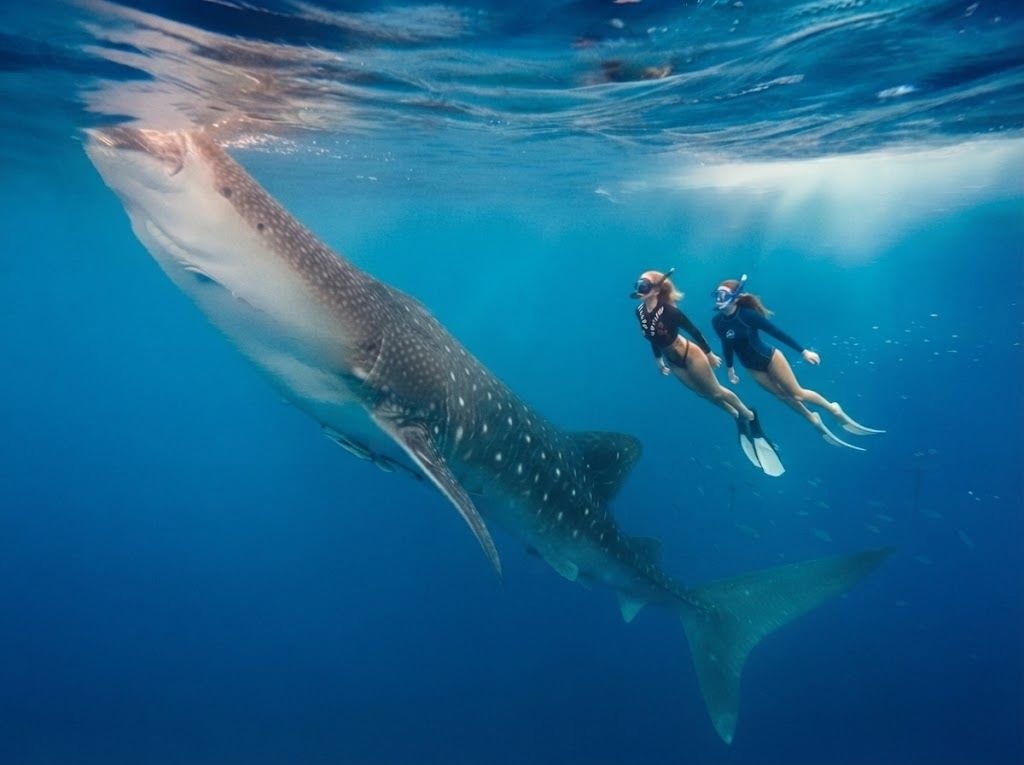 whale shark Sumbawa