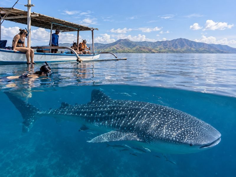 whale shark boat trip in Saleh Bay Sumbawa