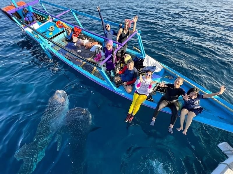 whale shark trip Sumbawa
