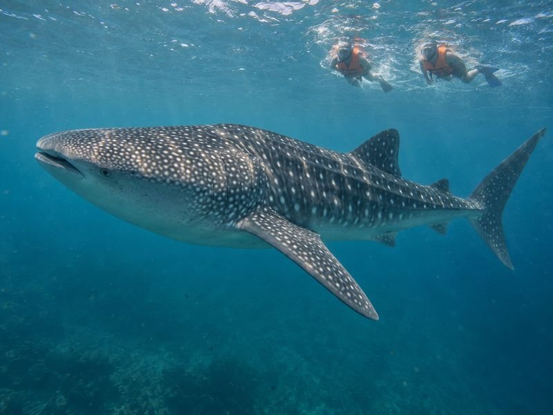 Snorkelers giving a whale shark space in Saleh Bay