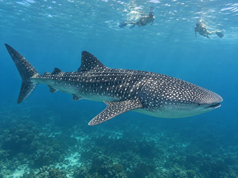 Snorkelers observing a whale shark from a respectful distance