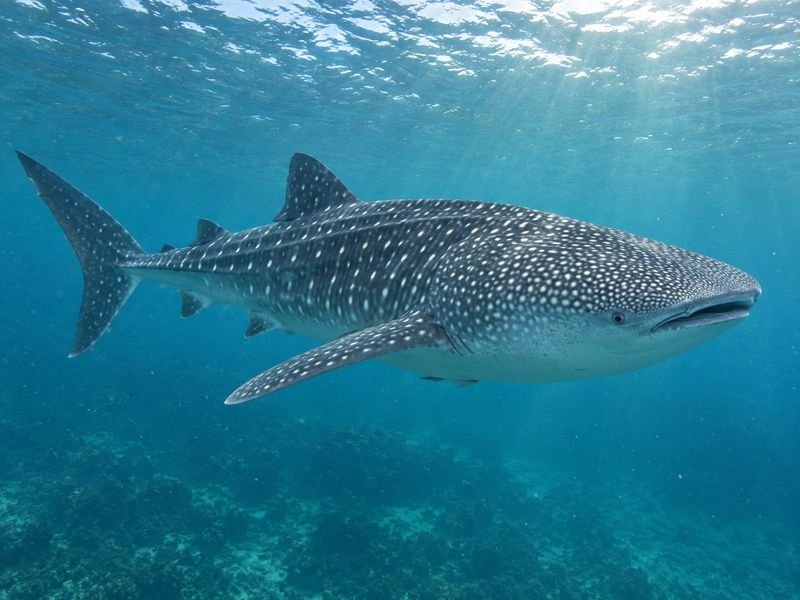 Whale shark swimming freely beneath the surface of Saleh Bay