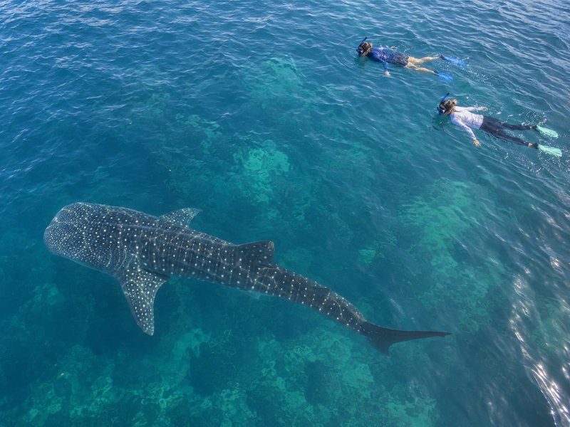 can you snorkel saleh bay whale shark